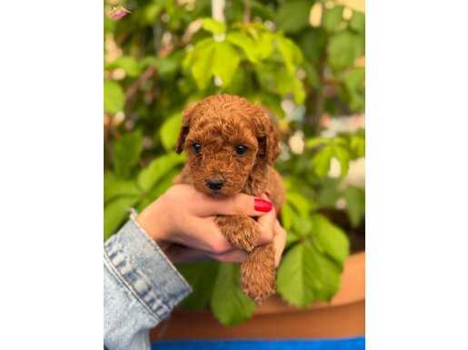 A Kalite Sağlık Ve Irk Garantili Toy Poodle Yavrularım