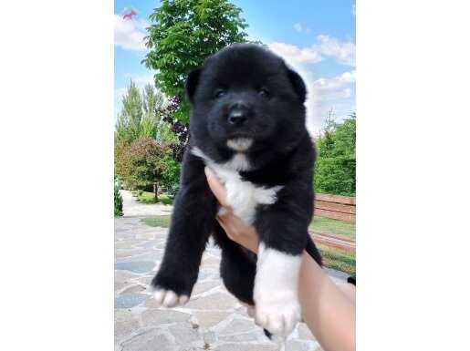 Orjinal Safkan Amerikan Akita Yavrular