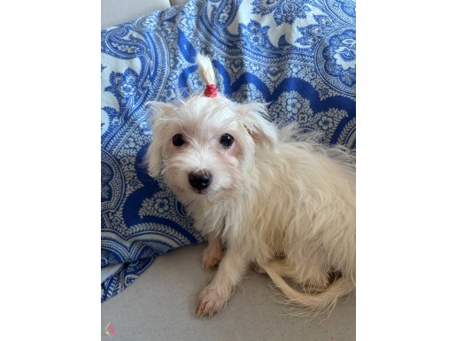 Yeni akdım bakamadıgım için veriyorum