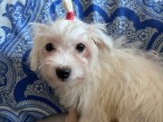 Yeni akdım bakamadıgım için veriyorum