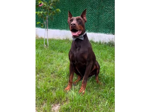 KIZIL DOBERMAN 2 YAŞINDA SCR’Lİ