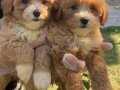 Dünya tatlısı Maltipoo yavruları 