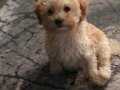 Toy poodle -maltipoo
