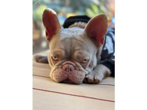 Isabella Rengi 10 Aylık Erkek