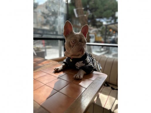 11 AYLIK ISABELLA RENK ERKEK FRENCH BULLDOG