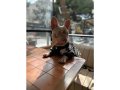 11 AYLIK ISABELLA RENK ERKEK FRENCH BULLDOG