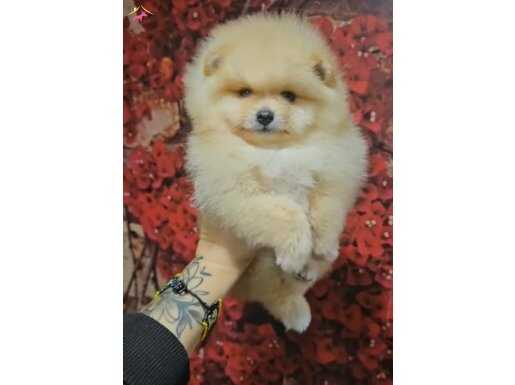 AYI SURAT DİŞİ POMERANİAN BOO