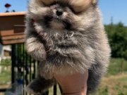 ORANGE SABLE BİBLO DİŞİ POMERANİAN BOO