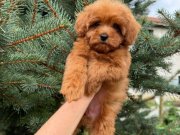 RED MALTİPO MİCRO TEACUP