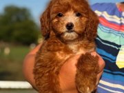 MALTİPOO BİBLO RED KG GARANTİLİ ERKEK