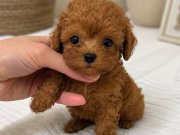 DAHA MİNİĞİ YOK KORE MALTİPOO