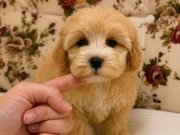 SÜTLÜ KAHVELİ MALTİPO BEBEK SURATLI KIZIMIZ