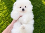 KUSURSUZ KARBEYAZ POMERANİAN BOO