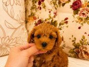 MİCRO TEACUP RED MALTİPO KIZIMIZ