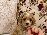 MİCRO TEACUP MALTİPO OĞLUMUZ