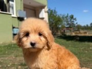 MALTİPOO 