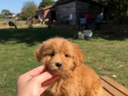 RED MALTİPO KIZIMIZ 