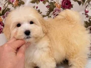 MALTİPO BİBLO PUF PUF ERKEK YAVRUMUZ