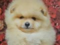 AYI SURAT DİŞİ POMERANİAN BOO