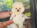ÜST DÜZEY AYI SURAT POMERANİAN BOO