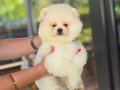 ÜST DÜZEY AYI SURAT POMERANİAN BOO