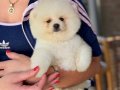 ÜST DÜZEY POMERANİAN BOO