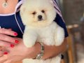 ÜST DÜZEY POMERANİAN BOO