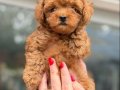 KORE TOY POODLE MİCRO TEACUP