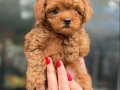 KORE TOY POODLE MİCRO TEACUP