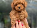 KORE TOY POODLE MİCRO TEACUP