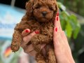 MİCRO TEACUP KIVIR KIVIR KÜT BURUN KORE TOY POODLE