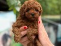 MİCRO TEACUP KIVIR KIVIR KÜT BURUN KORE TOY POODLE
