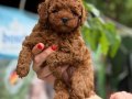 MİCRO TEACUP KIVIR KIVIR KÜT BURUN KORE TOY POODLE