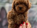 MİCRO TEACUP RED KORE TOY POODLE