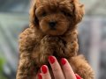 MİCRO TEACUP RED KORE TOY POODLE