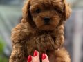 MİCRO TEACUP RED KORE TOY POODLE