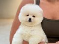 KUSURSUZ KARBEYAZ AYI SURAT POMERANİAN BOO