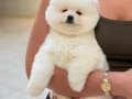 KUSURSUZ KARBEYAZ AYI SURAT POMERANİAN BOO