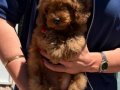 RED TOY POODLE KG GARANTİLİ YAVRULAR