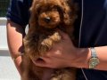 RED TOY POODLE KG GARANTİLİ YAVRULAR