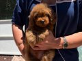 RED TOY POODLE KG GARANTİLİ YAVRULAR