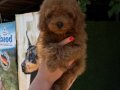 RED TOY POODLE KG GARANTİLİ YAVRULAR