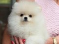 KARTOPU GİBİ POMERANİAN BOO