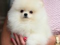 KARTOPU GİBİ POMERANİAN BOO