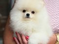 KARTOPU GİBİ POMERANİAN BOO