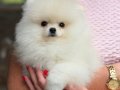 KARTOPU GİBİ POMERANİAN BOO