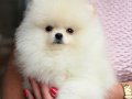 KARTOPU GİBİ POMERANİAN BOO