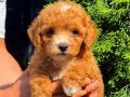 RED BONCUK GİBİ MALTİPO DİŞİ