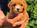 RED BONCUK GİBİ MALTİPO DİŞİ