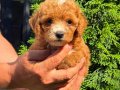RED BONCUK GİBİ MALTİPO DİŞİ